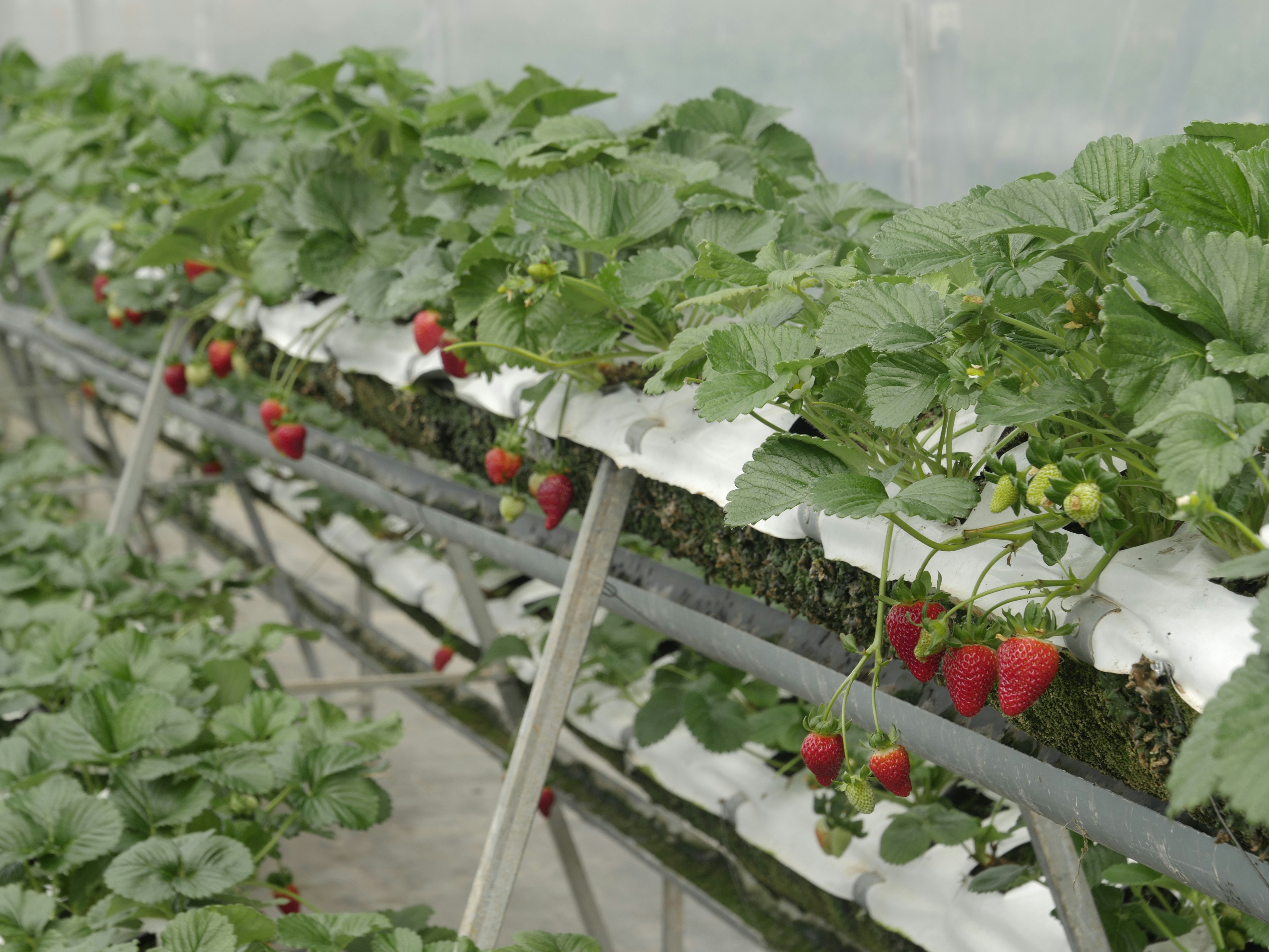 Kalite Standartları